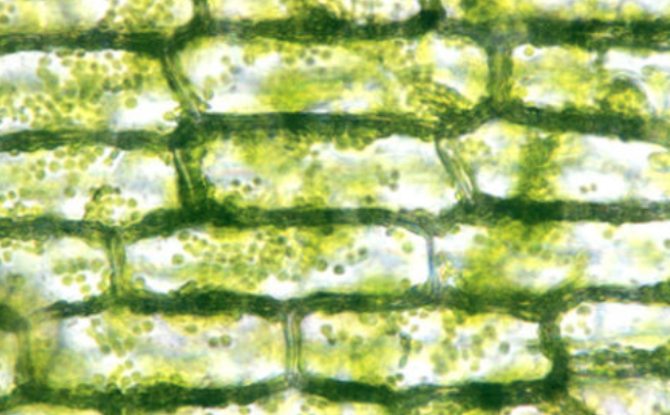 藻类细胞叶绿体